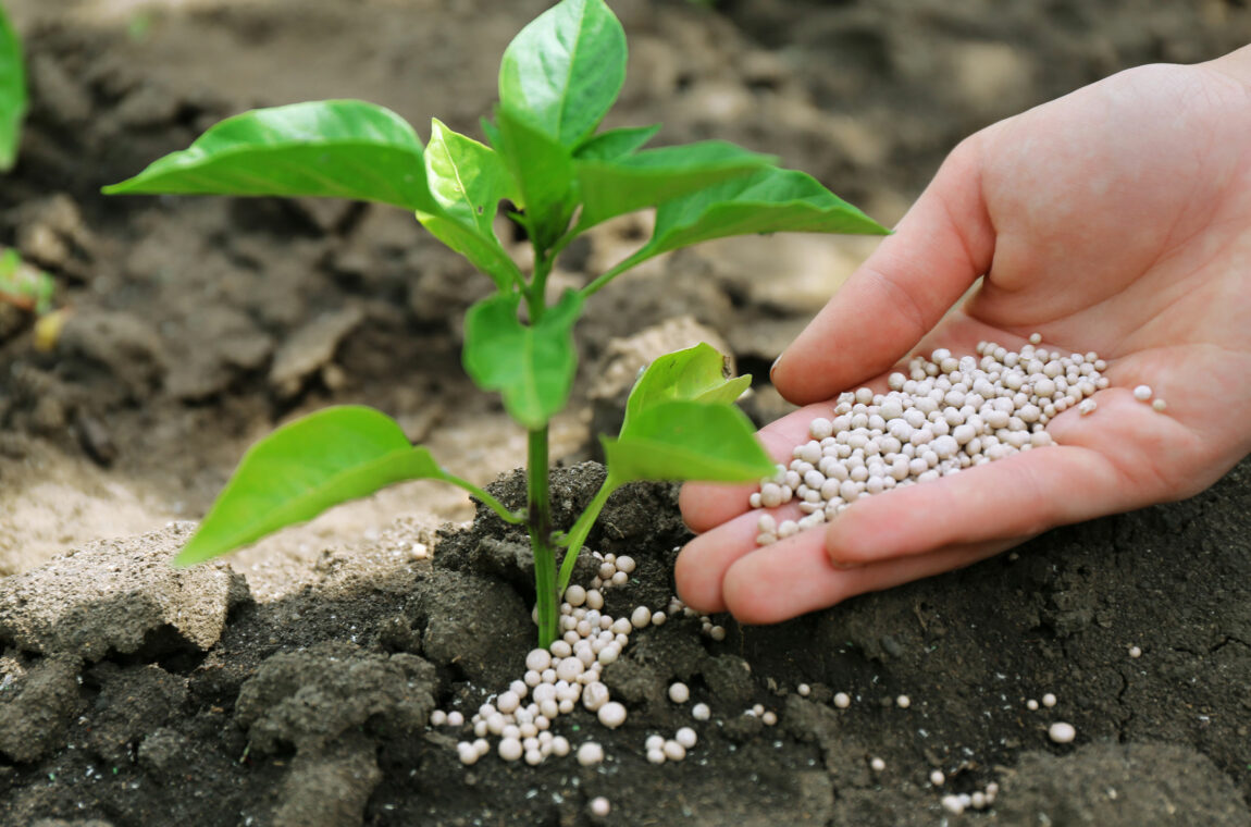 Ammonium sulphate nitrogen fertilizer. Granules are applied to the soil under a young plant